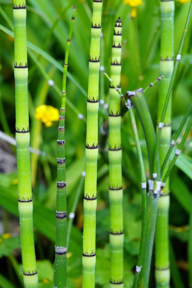 Bambusgarten