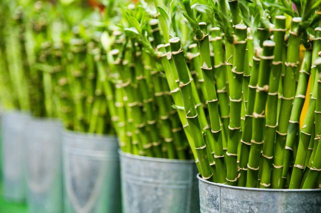 Bambus - praktisch - nachwachsend - schön