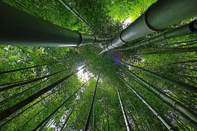 Bambus - ein Kind der Natur