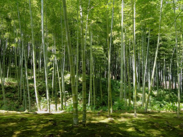 Bambus-Wälder