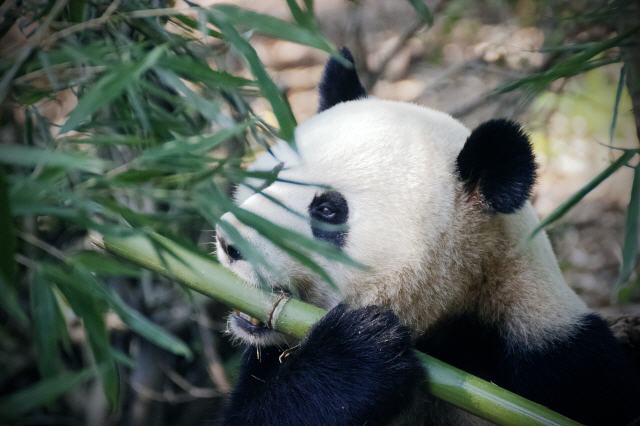 Pandas haben Bambus zum Fressen gern
