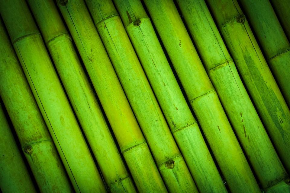 Bambusstämme